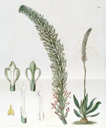 Sauroglossum nitidum (como sin. Sauroglossum elatum)